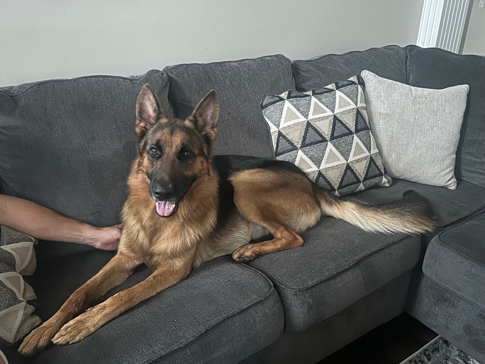 Sam, Paige's German Shepherd, stretched out on the living room couch